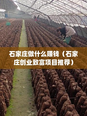 石家庄做什么赚钱（石家庄创业致富项目推荐）