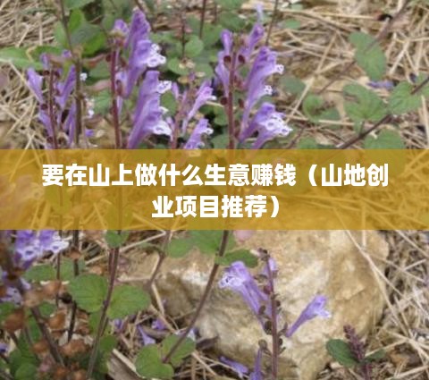 要在山上做什么生意赚钱（山地创业项目推荐）