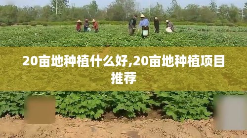 20亩地种植什么好,20亩地种植项目推荐