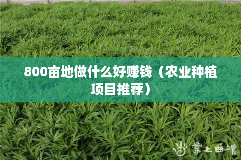 800亩地做什么好赚钱（农业种植项目推荐）