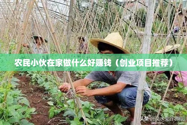 农民小伙在家做什么好赚钱（创业项目推荐）