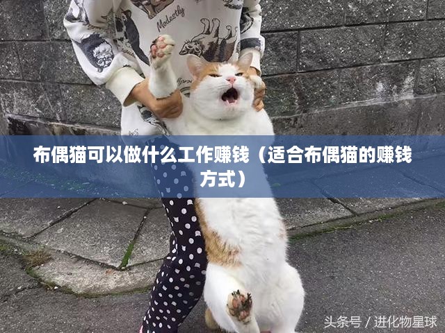 布偶猫可以做什么工作赚钱（适合布偶猫的赚钱方式）