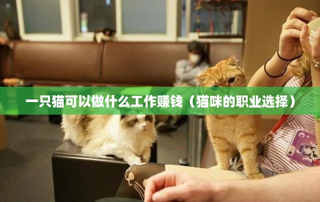 一只猫可以做什么工作赚钱（猫咪的职业选择）