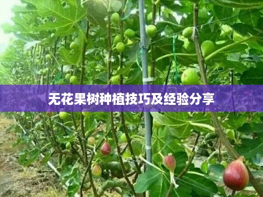 无花果树种植技巧及经验分享