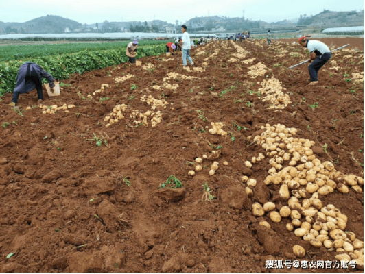 土豆种植怎样才能获利最大（土豆种植与销售详解）