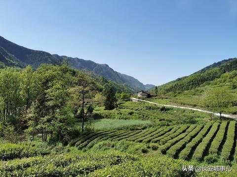 做什么生态茶赚钱（生态茶种植及销售全攻略）