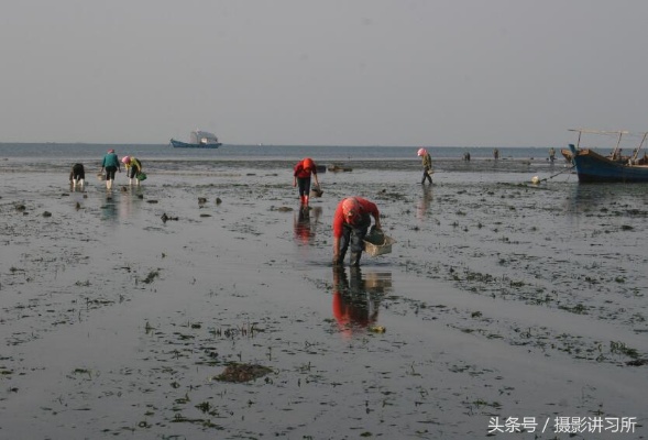 赶海做什么最赚钱 赶海好赚钱