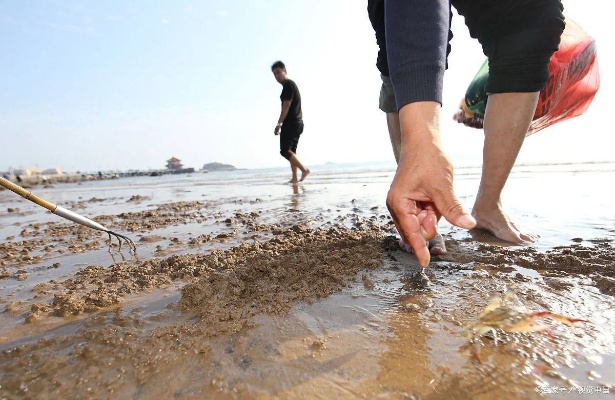 赶海做什么最赚钱 赶海好赚钱