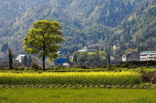 邯郸农村赚钱项目（农村创业致富好项目）