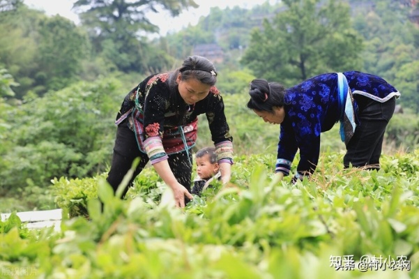 回村子做什么赚钱（回乡创业指南）