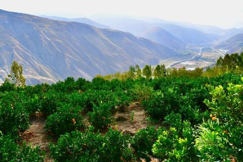 荒山荒地做什么赚钱 荒山可以做什么项目