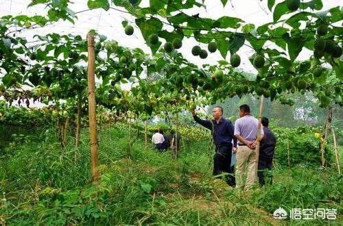 农村种植业创业新思路，从传统种植到多元化发展