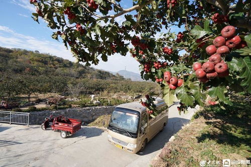 山区致富之路，在山村里如何创造财富