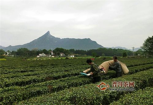 瑞金经济发展的新方向，旅游业与绿色农业