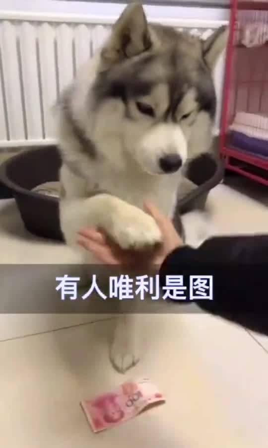 狗狗做什么生意最能赚钱？