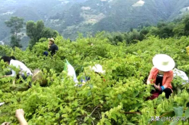 山区创业致富，在山水间寻找财富密码