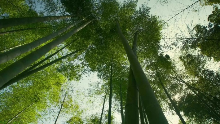 竹林深处，寻找财富的密码