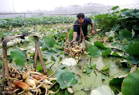 网络农民，新时代的致富之路