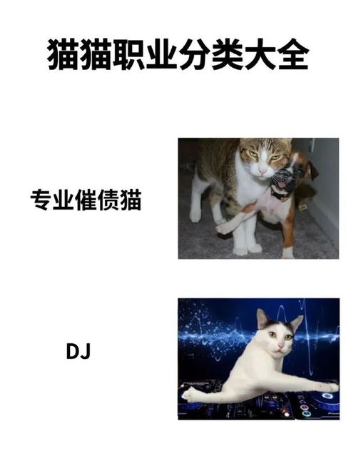 能给小猫做什么工作赚钱？