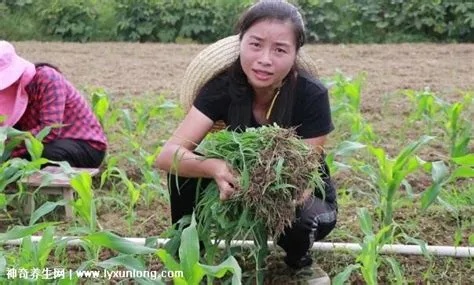 妇女在农村做什么赚钱？