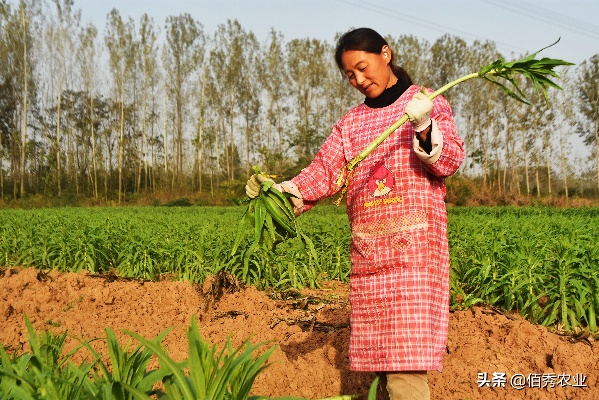 妇女在农村做什么赚钱？