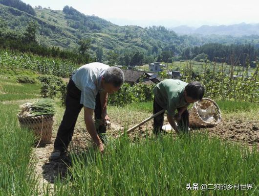 重庆农村做什么最赚钱？