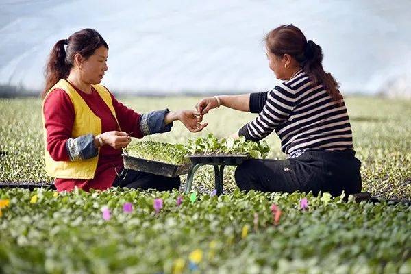 农村人赚钱新途径，挖掘乡村振兴的潜力