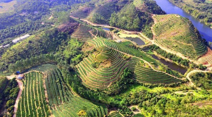 广东惠东致富秘籍，探寻当地最赚钱的产业与项目