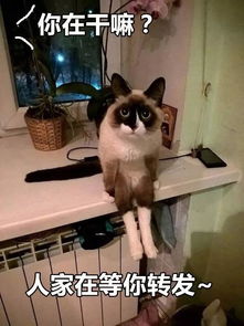 猫可以做什么网站赚钱