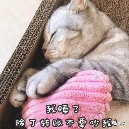 猫可以做什么网站赚钱