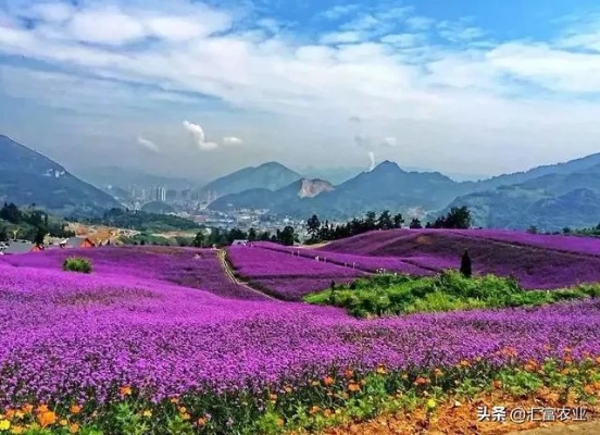 花海里做什么生意赚钱