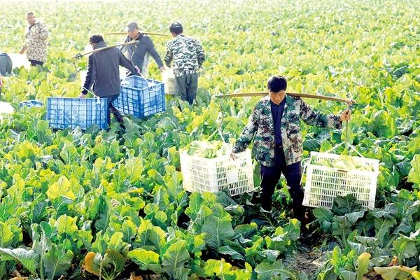 湖北嘉鱼做什么农业赚钱