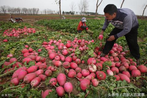 农民回家做什么赚钱呢？—探索农业创新与农村发展的新路径