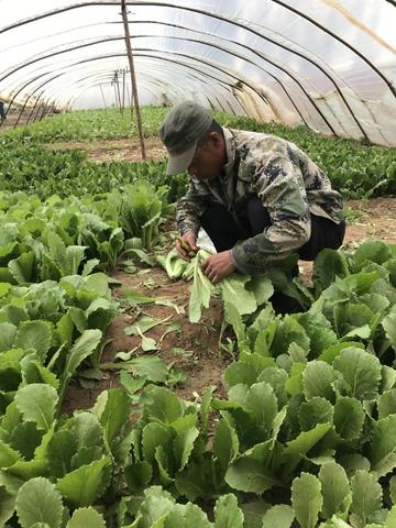 做什么大棚蔬菜比较赚钱