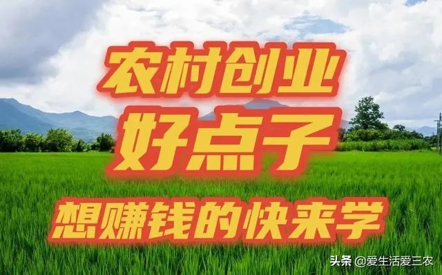 农村做什么网络平台赚钱