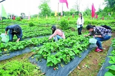 种菜要做什么任务赚钱