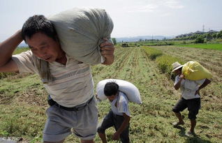 农村不用种地赚钱的新途径