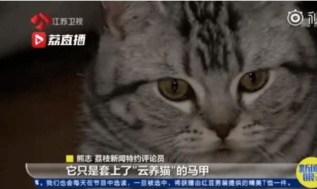 现在做什么养猫赚钱？揭秘养猫赚钱的多种途径