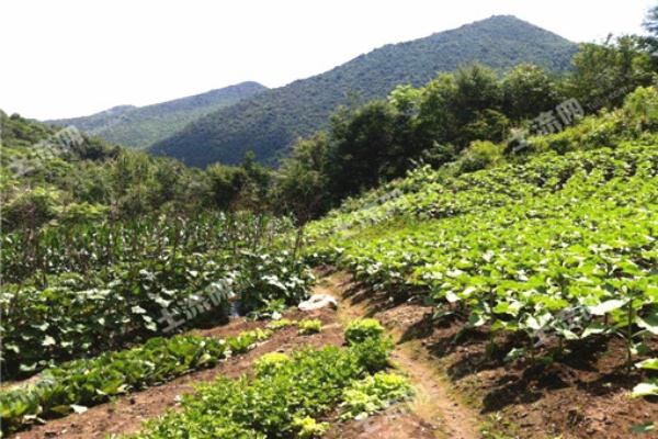 山区农业项目，如何利用自然资源实现致富之路