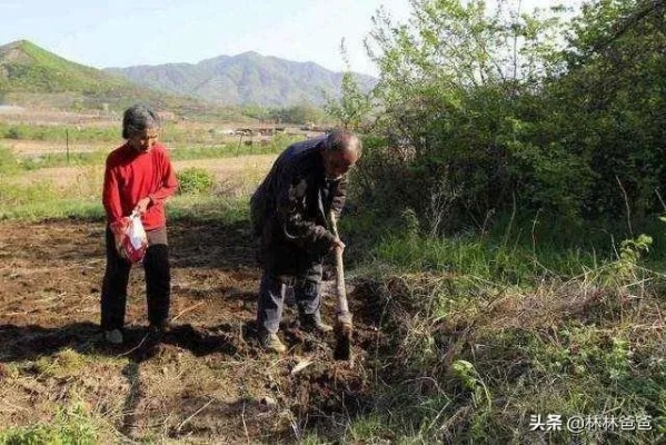 农村爸妈的赚钱之路