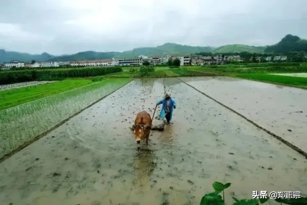 农村下雨做什么赚钱多