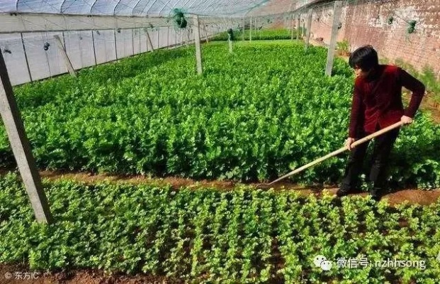 北方大棚种植致富秘籍，探索最盈利的农业项目