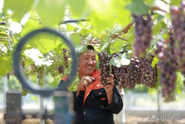 夏季做什么产业赚钱多？