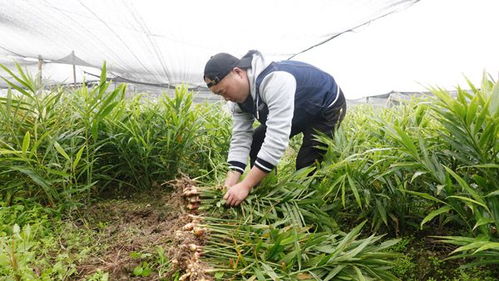 生姜基地的财富之路