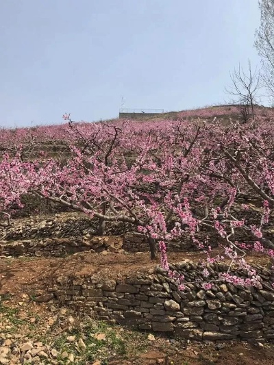 桃花村做什么赚钱？