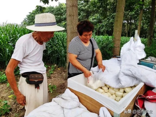 现在回农村做什么赚钱？