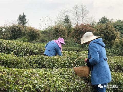 孝昌做什么生意赚钱？