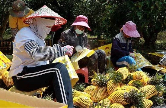 海南人做什么好赚钱？—探索海南特色产业，开启致富新篇章