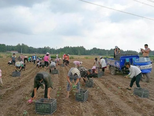 农作地工人做什么赚钱