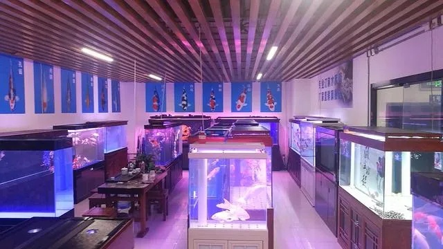 水族可以做什么生意赚钱，探索水族产业的商业价值及创新方向